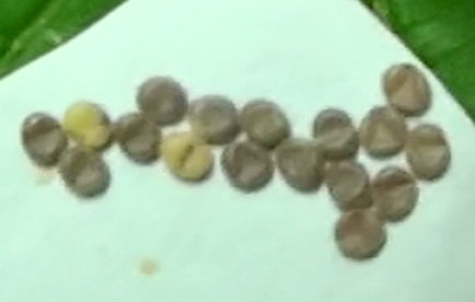 Eggs of silkworms